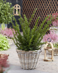 Picture of Taxus